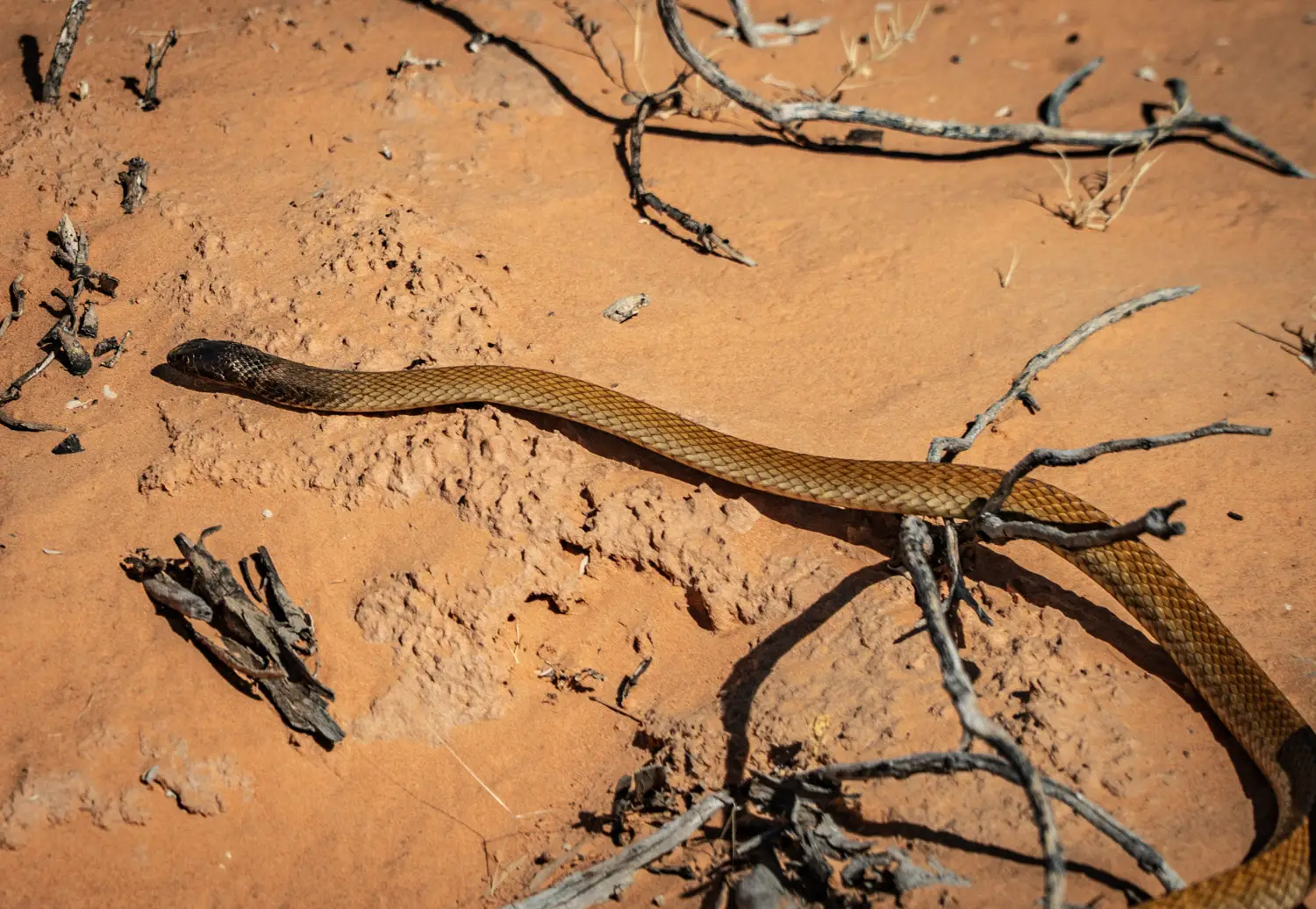 Wildlife in the Simpson Desert