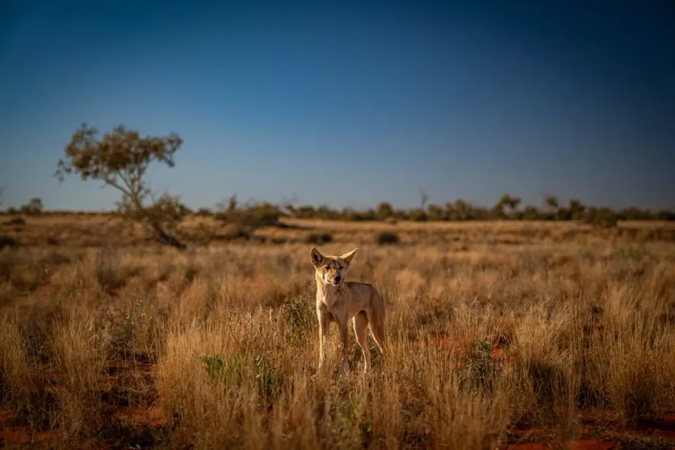 Gallery: Dingo in Desert